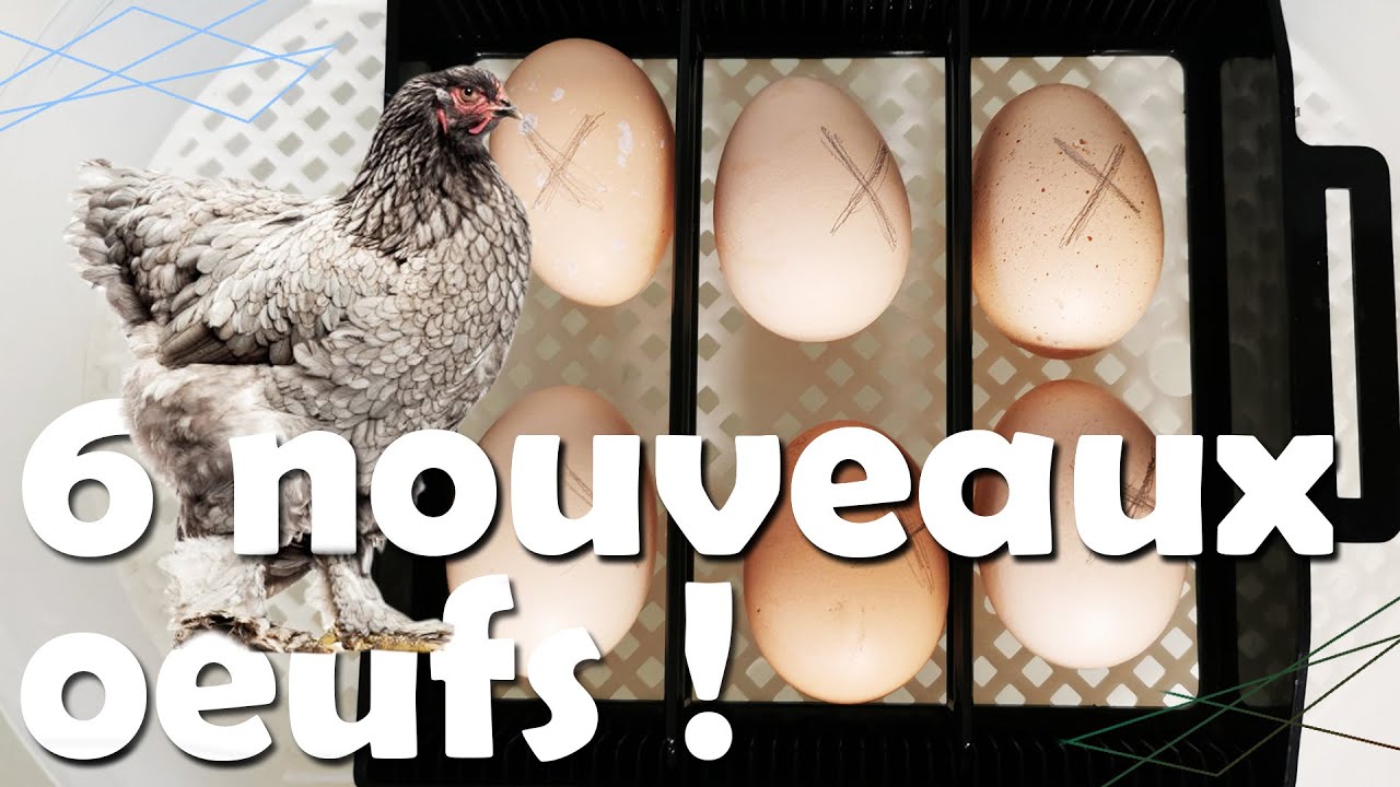 Specialiste De L'incubation Des Oeufs De Poule