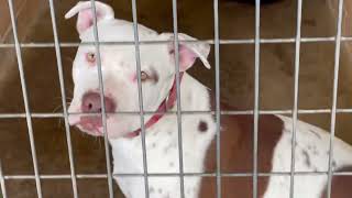 No more room at the shelter.....