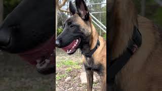 Pastor Belga Malinois 🔥 #dogshorts #malinois #dog #puppy #viral #belgianmalinois