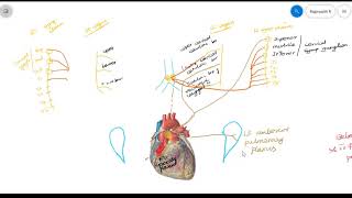 cardiac plexus