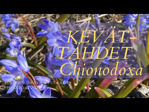 Video: Chionodox Lucilia (57 Fotoğraf): Açık Alanda Dikim Ve Bakım, Chionodox Forbes Ve Sardensis, 