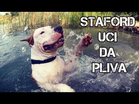 Video: Kako Naučiti Psa Plivati