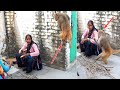 राज़ाबाबू चुपके से आए चूल्हे की ताज़ा रोटियाँ खाने | Feeding Animals New Vlog | Monkeys Viral Video