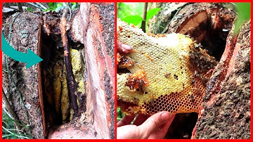 Bí Mật Tổ Ong Trong Hốc Cây Khổng Lồ