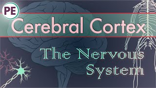 The Nervous System: Cerebral Cortex