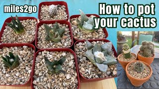 LET'S PLANT MY CACTUS | How to pot a new cactus