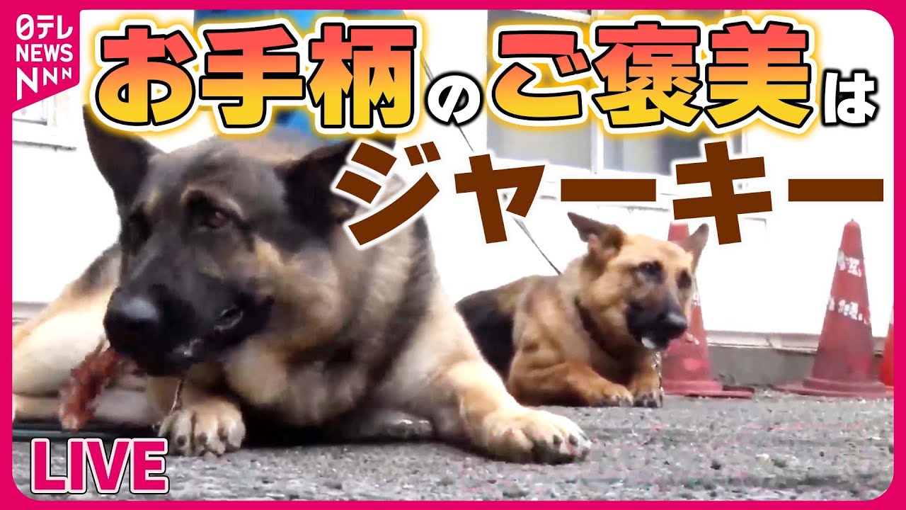 どうぶつまとめ】『はたらく犬ニュース』 “お手柄”警察犬2匹と指導士を