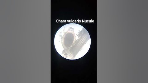 Chara vulgaris Nucule