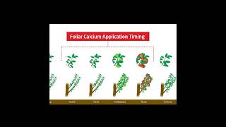 The Importance of Foliar Calcium During Apple Fruit Development