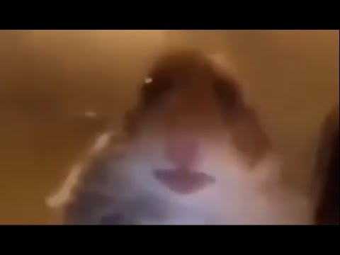 hamster staring meme - YouTube