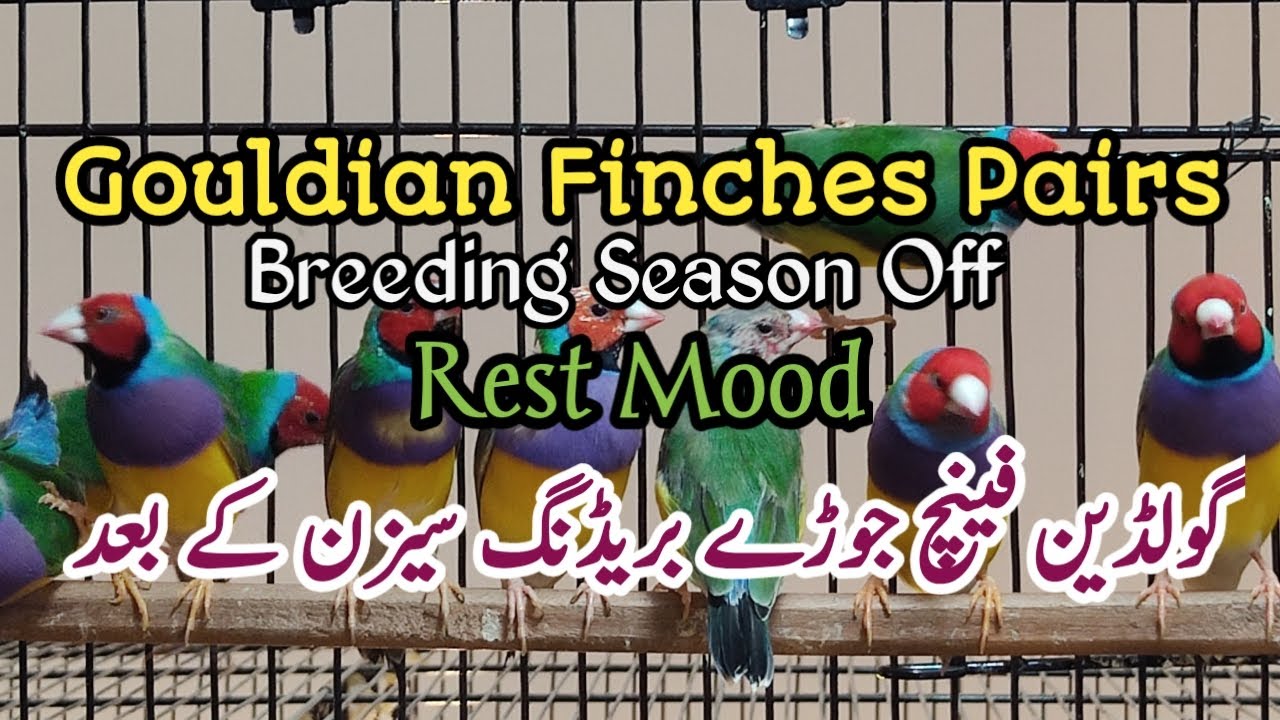 Gouldian Finches Pairs on Rest || Season kay bad Gouldian Rest Pay || by || Dayan Aviary ||