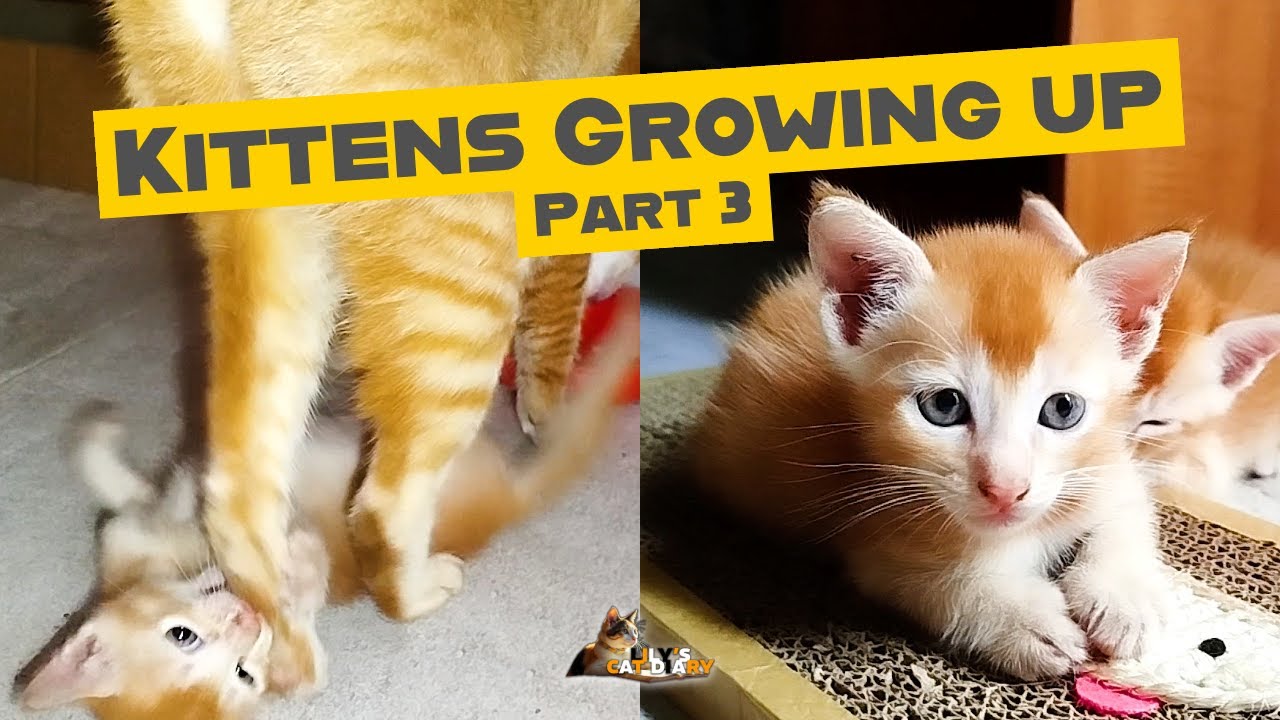 Kittens Growing Up So Fast! Part 3 - Cat Mama's Freedom is gone