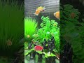 #hocac #cacanh #aquarium #fishtank #aquascape #relaxing #chill #petfish #hocacmini #aquariumlife