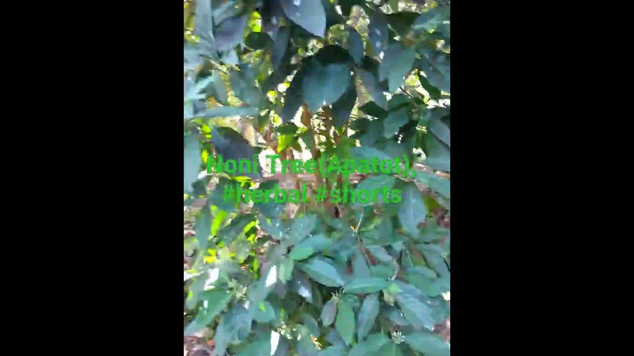 apatot tree