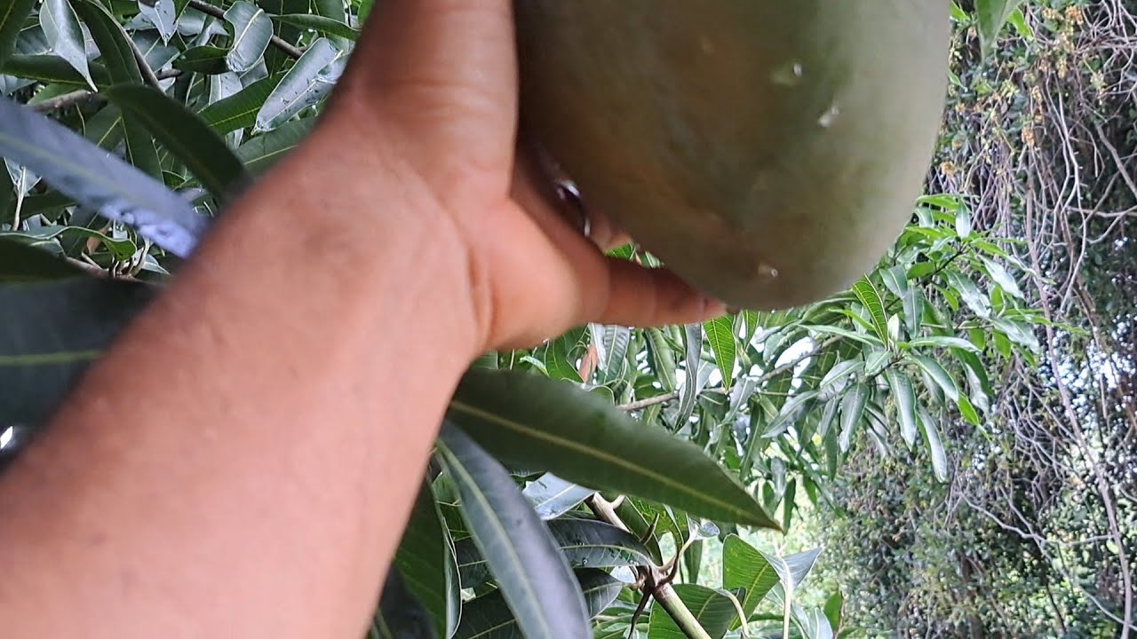 Vejam o tamanho desta manga 