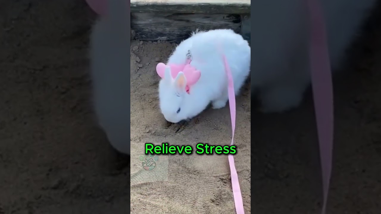 Why Do Rabbits Love Digging? Here’s the Reason! 