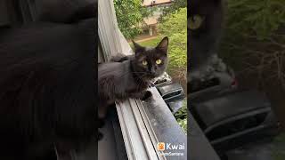 O gato falante screenshot 3