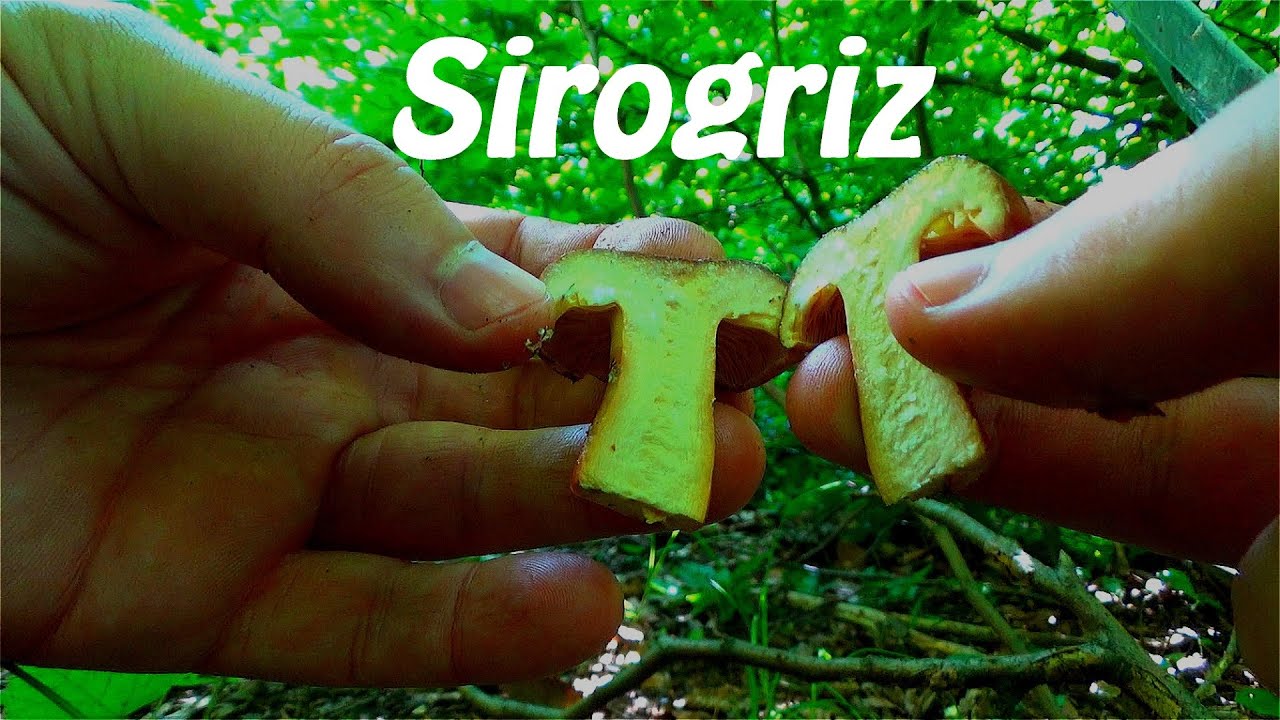 Sirogriz  - Jedem Sirov Odmah!