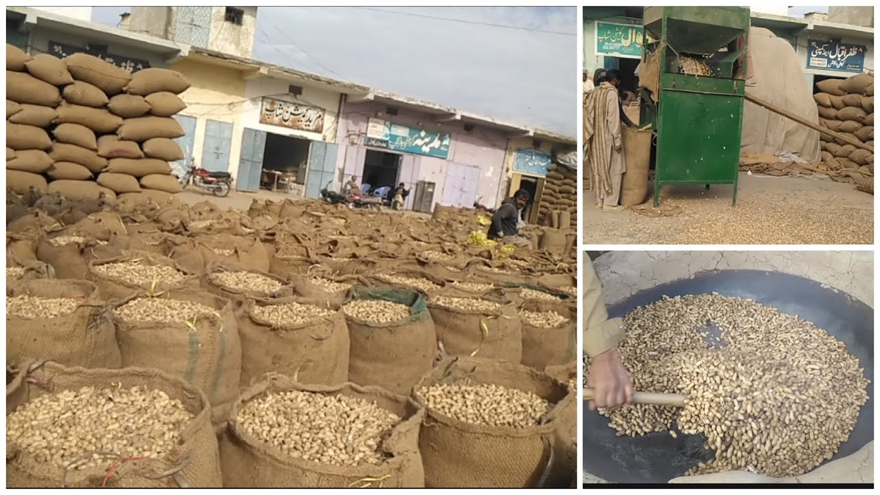 How peanuts are made | peanuts harvesting process | harvesting millions of tons of PEANUT