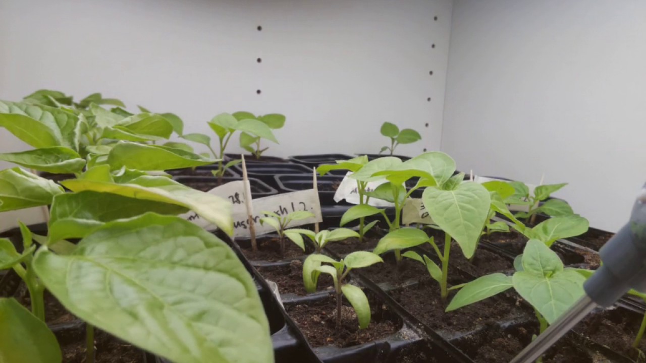 Chili pepper seedling timelapse (8 weeks) YouTube