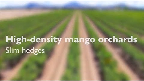 High-density mango orchards: slim hedges