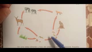 5° MT - Ciências  - 3° ano - Cadeia Alimentar - Atividades do 1ao 4.