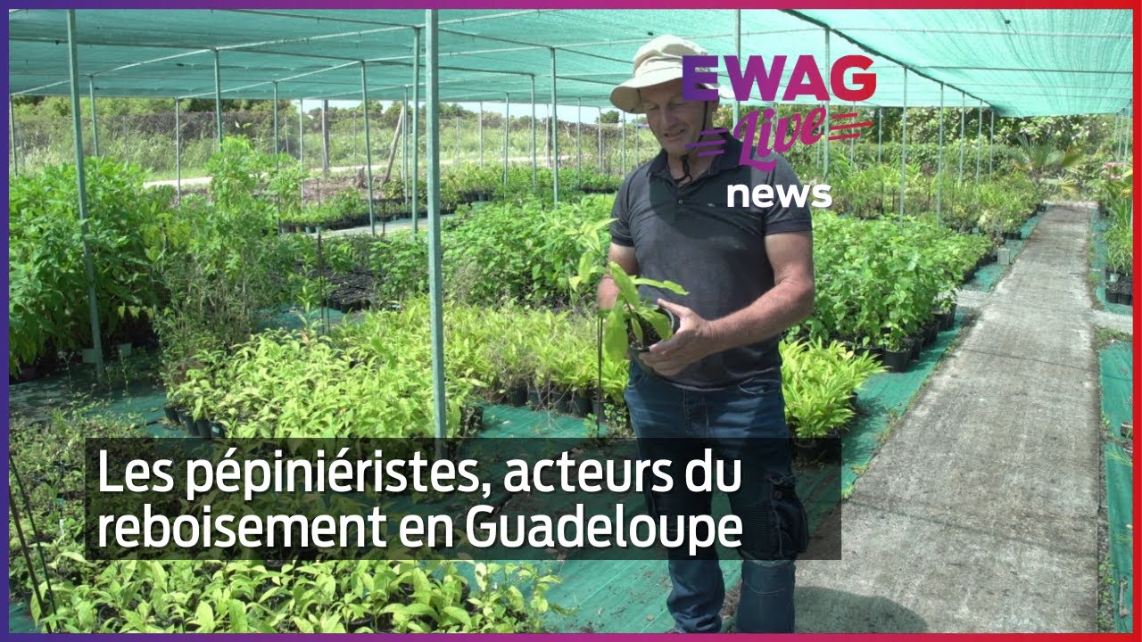 Les pépiniéristes, acteurs du reboisement en Guadeloupe _ Ewag News ...