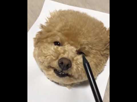 REALISTIC DOG DRAWING 💕