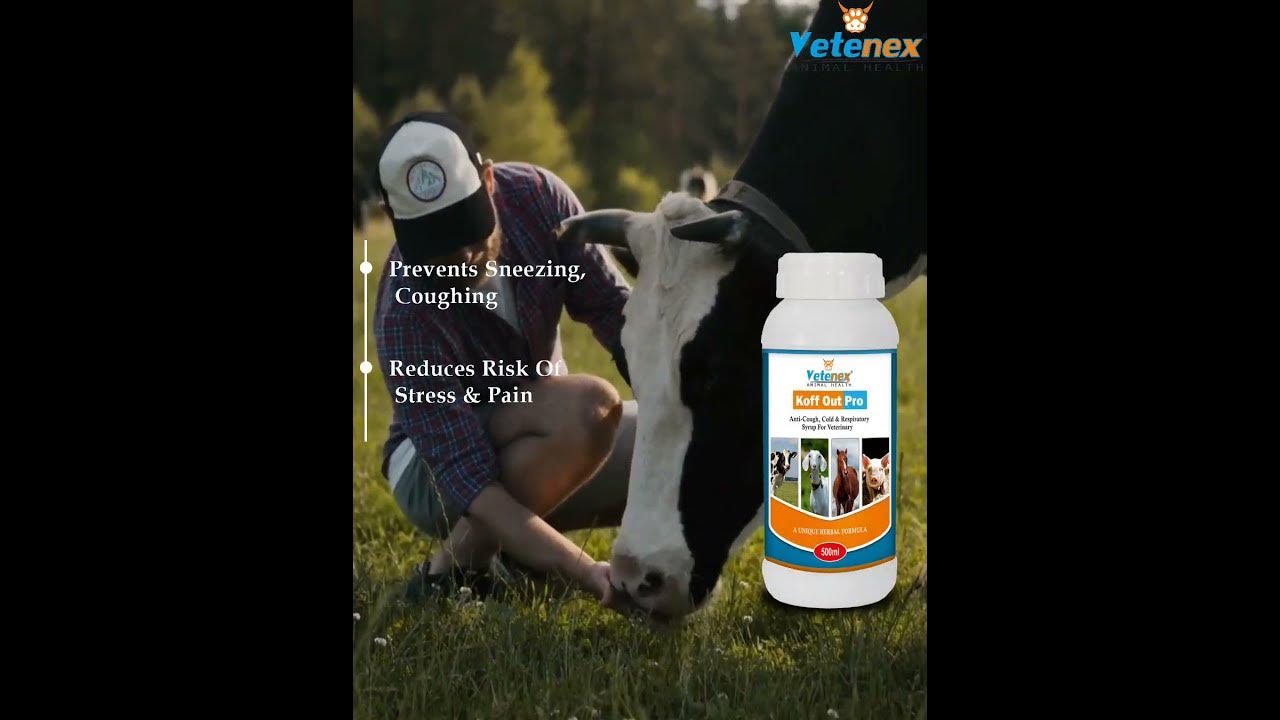 cough-medicine-for-cow-goat-coughing-tretment-for-cow-shorts-youtube
