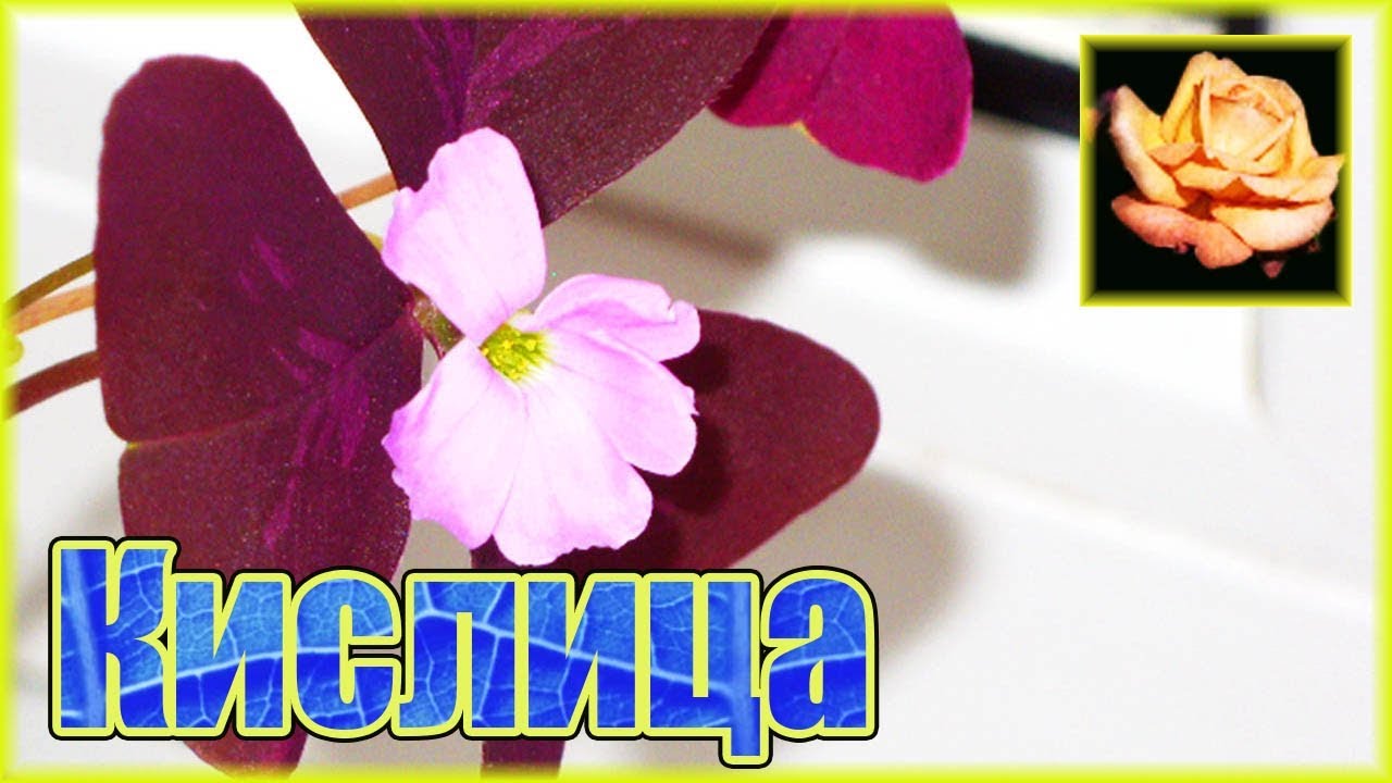 Что будет, если кислицу пересадить зимой. Оксалис. Комнатные растения. 🌿