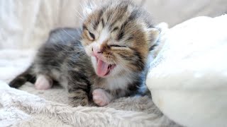 Three kitten siblings flock to hot water bottles