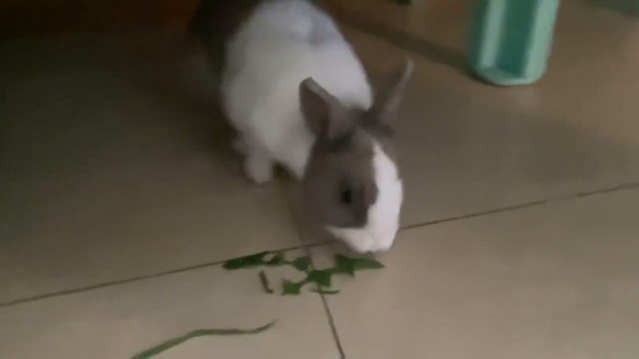 my rabbit named tom eating (gone missing)