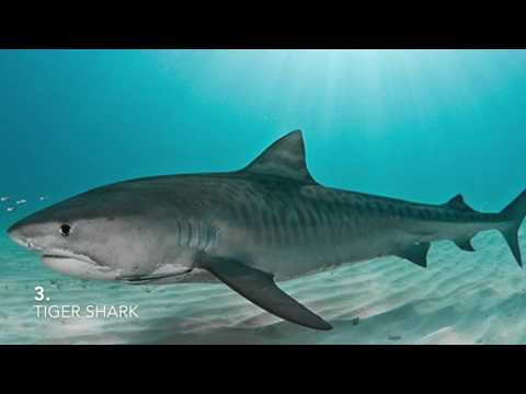Top 10 Deadliest Sharks