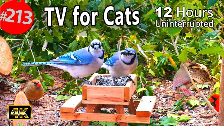 Best of Relaxing TV for Cats 😻12 Hours of Uninterrupted Birds 🐦 Cat TV @LensMyth