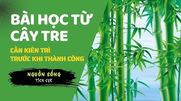 Bài học từ cây tre - cần kiên trì trước khi thành công | Nguồn Sống Tích Cực