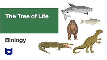 The Tree of Life | Biology