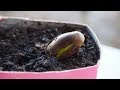 Como germinar y plantar bellotas en 5 dias