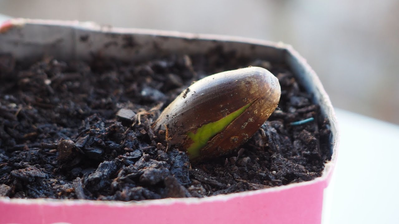 Como germinar y plantar bellotas en 5 dias