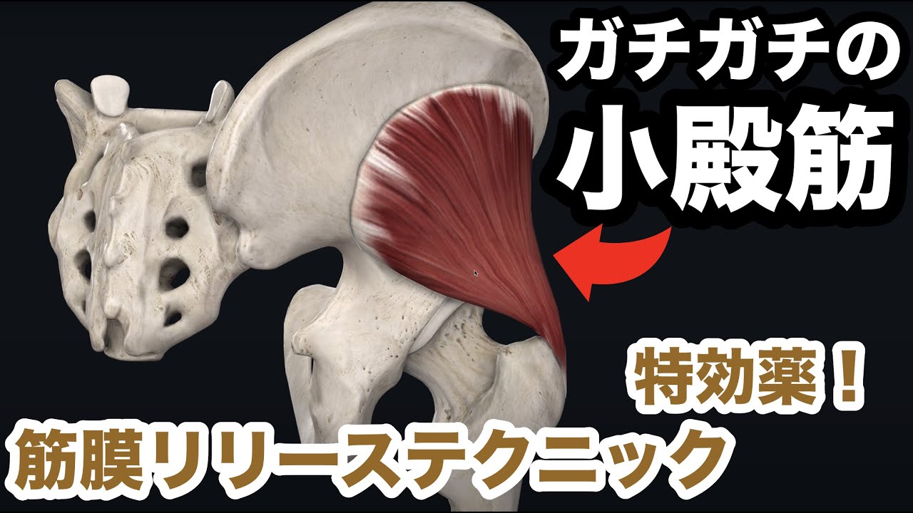 ガチガチに凝り固まった小殿筋リリースの特効薬 腰痛 治し方 ストレッチ How To Loosen The Gluteus Minimus Youtube