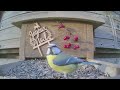 Bird feeder  assesse belgium