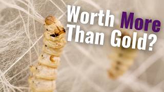 Silk Moths | The Insects that Changed Human History