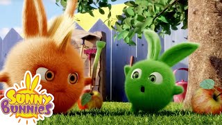 Magic Flute | Sunny Bunnies Compilation for Kids | Kids Cartoon | Cartoon Candy