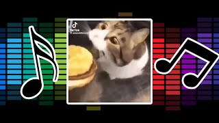 here kitty  song