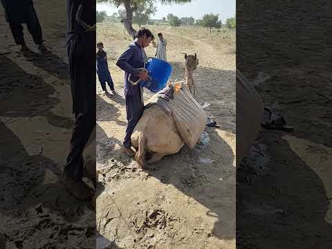 اهمية الماء في ارض الصحراء كبيرة وطفل يملأ القربة بالماء وهو جالس على الجمل  
