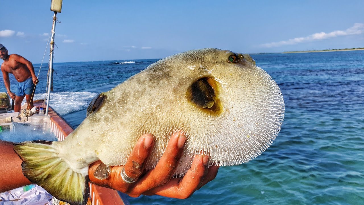 பேத்தை மீன் வயிறு எப்படி பெரியதா ஆகுது பாருங்கள் Look at how big the