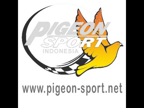 Logo Persatuan Merpati Tinggi Indonesia