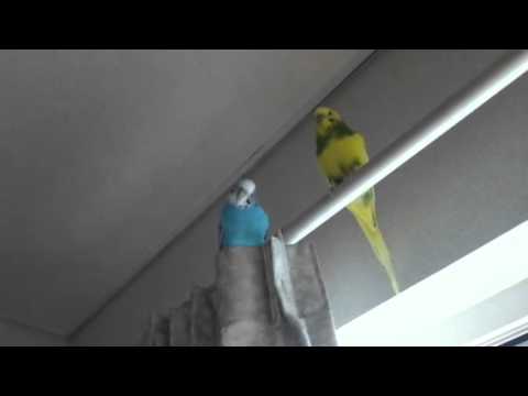 セキセイ インコ 鳴き声