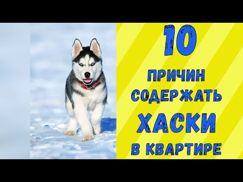 10 причин содержать ХАСКИ в квартире / Интересные факты