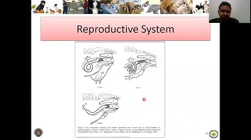 11 AAS 101 Introduction to Animal Science   Lesson 11   Reproductive System