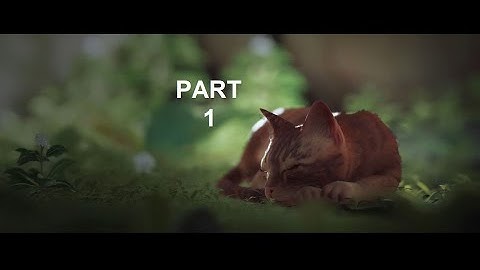 STRAY PC Walkthrough Gameplay Part 1 - INTRO (FULL GAME)